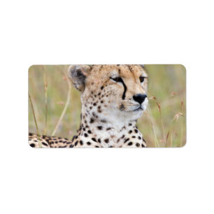 Cheetah Adressaufkleber