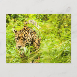 Cheetah Animal Postkarte