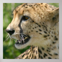 Cheetah Attack Poster Print
