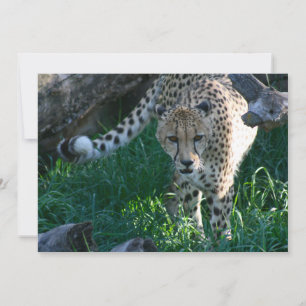 Cheetah auf der Jagd