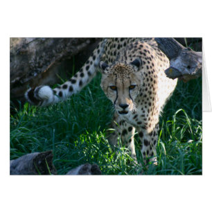 Cheetah auf der Jagd