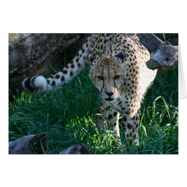 Cheetah auf der Jagd (Vorderseite (Horizontal))