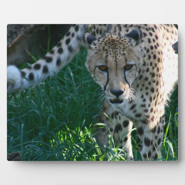 Cheetah auf der Jagd Fotoplatte (Vorderseite)