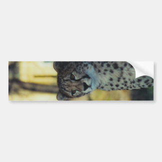 Cheetah-Autoaufkleber Autoaufkleber