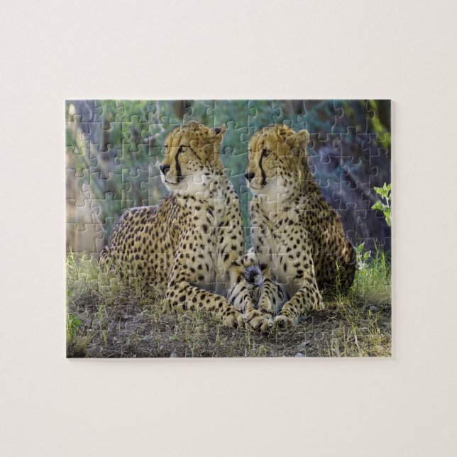 Cheetah Big Cats. Puzzle (Horizontal)