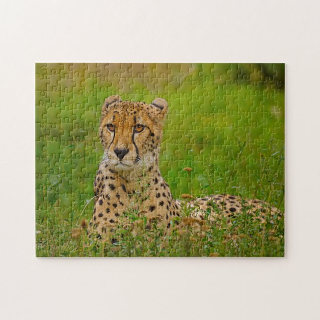 Cheetah Big Cats. Puzzle (Horizontal)