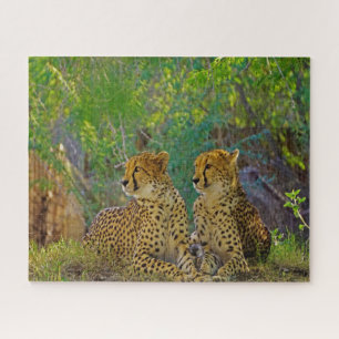 Cheetah Big Cats. Puzzle