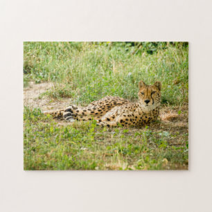Cheetah Big Cats. Puzzle