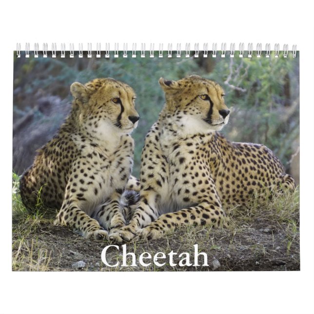 Cheetah Calendar Kalender (Titelbild)