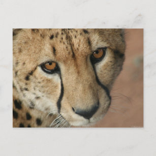 Cheetah Cat Postcard Postkarte