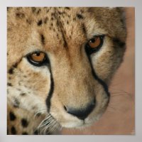 Cheetah Cat Print