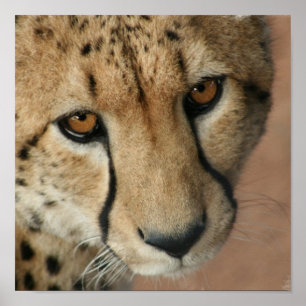 Cheetah Cat Print Poster