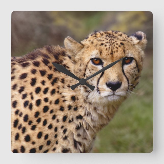Cheetah Clock Quadratische Wanduhr (Vorderseite)
