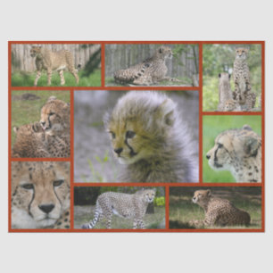 Cheetah-Collage 001 Poster Seidenpapier