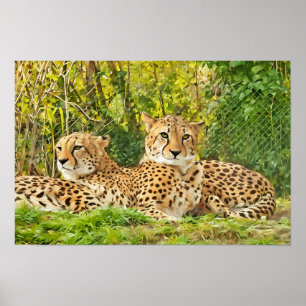 Cheetah Companions - In der Wildnis leben" Poster