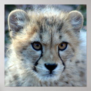 Cheetah-cub10x10 Poster