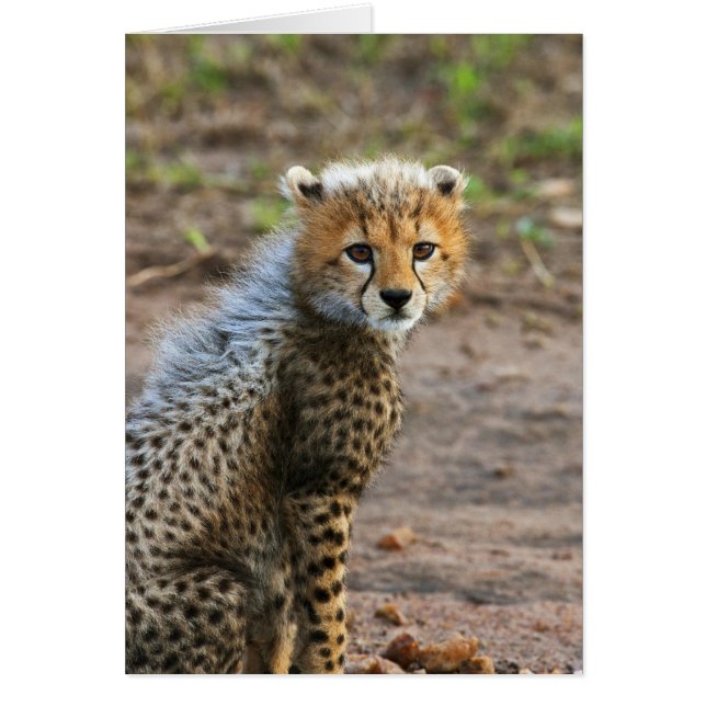 Cheetah Cub Acinonyx Jubatus (Vorne)