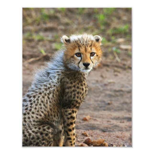 Cheetah Cub Acinonyx Jubatus Fotodruck (Vorne)