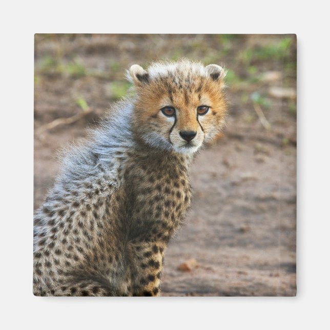 Cheetah Cub Acinonyx Jubatus Magnet (Vorne)