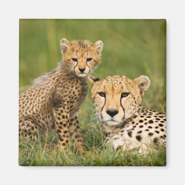 Cheetah Cub and Parque in Gras Magnet (Vorne)