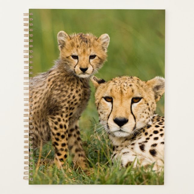 Cheetah Cub and Parque in Gras Planer (Vorderseite)
