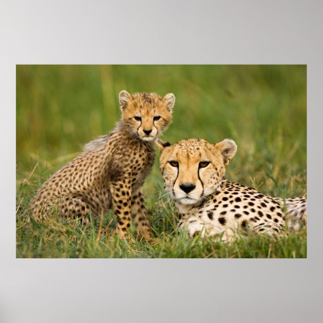 Cheetah Cub and Parque in Gras Poster (Vorne)