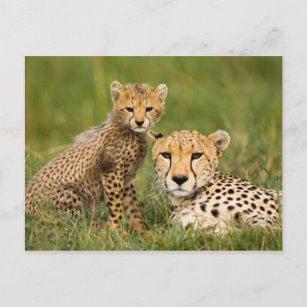 Cheetah Cub and Parque in Gras Postkarte