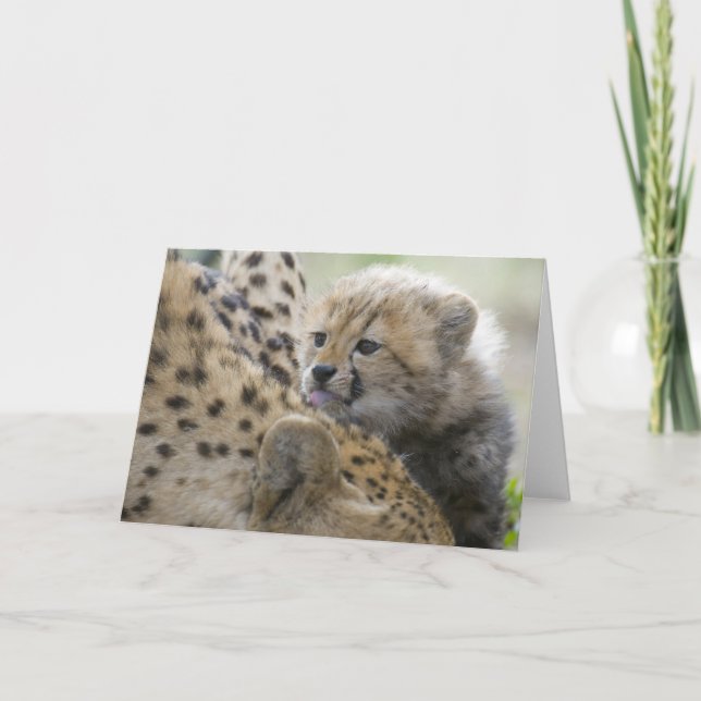 Cheetah Cub mit Mama Karte (Vorderseite)