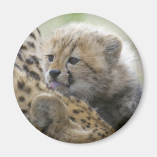 Cheetah Cub mit Mama Magnet