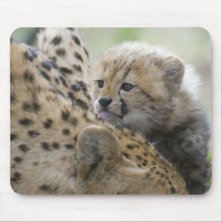 Cheetah CUB mit Mama Mousepad