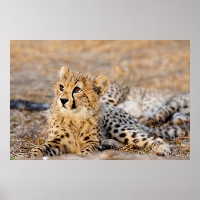 Cheetah Cub Poster (Vorne)