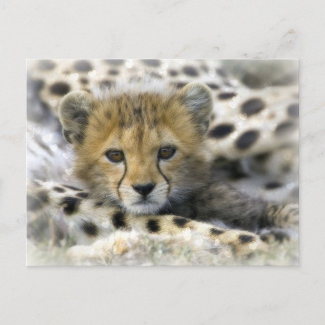Cheetah Cub Postkarte (Vorderseite)
