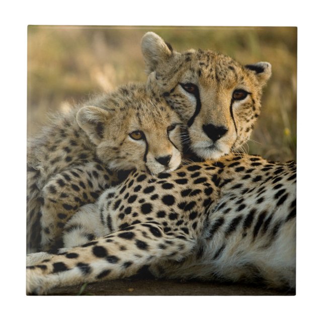 Cheetah Cub Snuggling mit seiner Mama Fliese (Vorderseite)