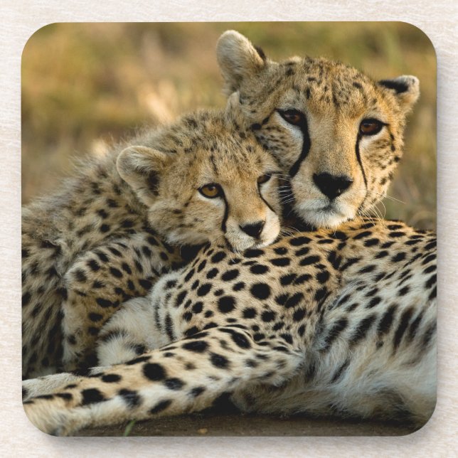 Cheetah Cub Snuggling mit seiner Mama Getränkeuntersetzer (Vorderseite)