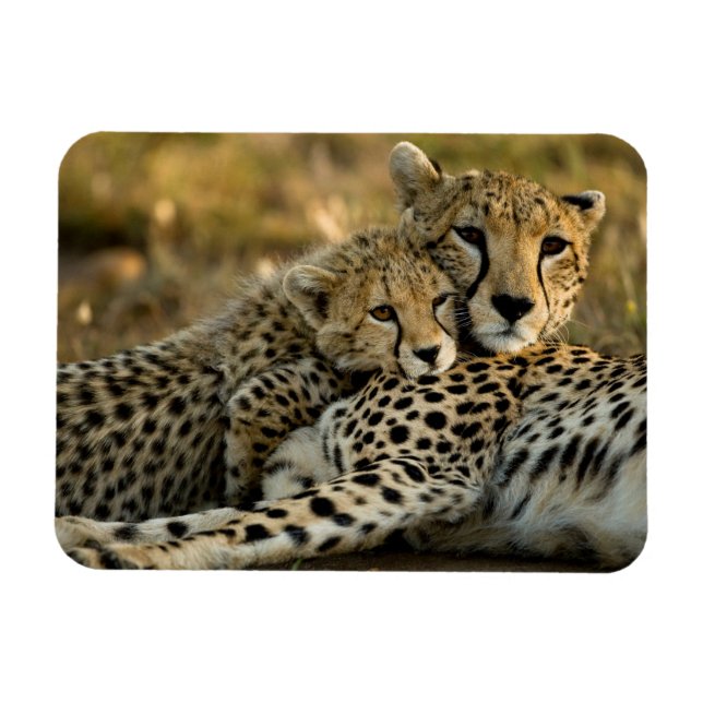 Cheetah Cub Snuggling mit seiner Mama Magnet (Horizontal)