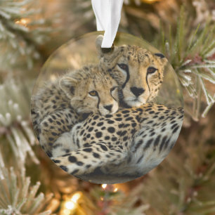 Cheetah Cub Snuggling mit seiner Mama Ornament