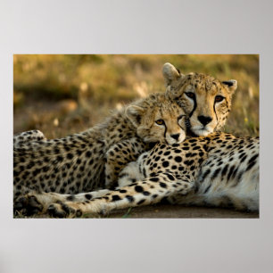 Cheetah Cub Snuggling mit seiner Mama Poster