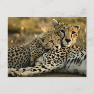 Cheetah Cub Snuggling mit seiner Mama Postkarte