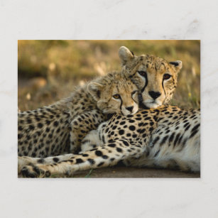 Cheetah Cub Snuggling mit seiner Mama Postkarte