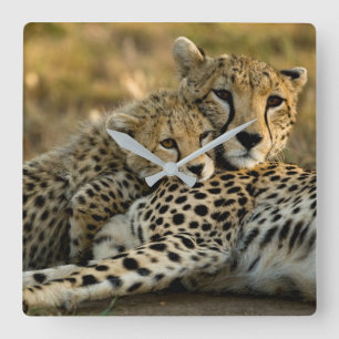 Cheetah Cub Snuggling with its Mom Quadratische Wanduhr