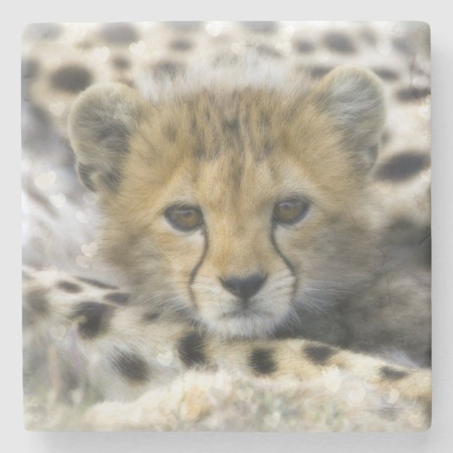Cheetah Cub Steinuntersetzer (Vorderseite)