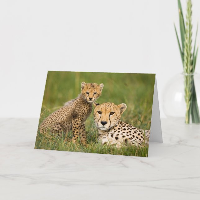 Cheetah Cub und Eltern im Gras Karte (Vorderseite)