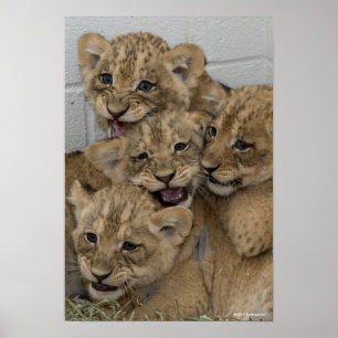 Cheetah Cubs Playing Poster