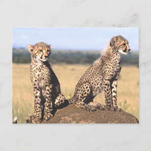 Cheetah Cubs Postkarte