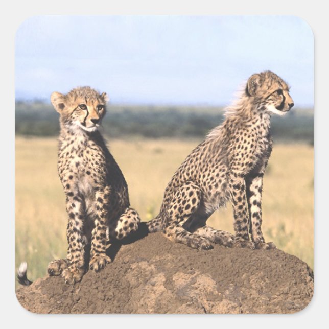 Cheetah Cubs Quadratischer Aufkleber (Vorderseite)