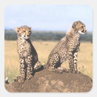 Cheetah Cubs Quadratischer Aufkleber
