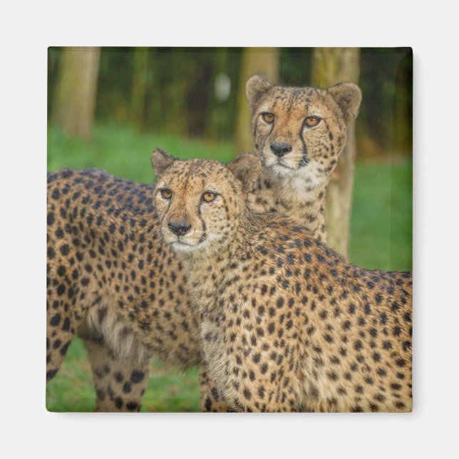 Cheetah Duo Magnet (Vorne)