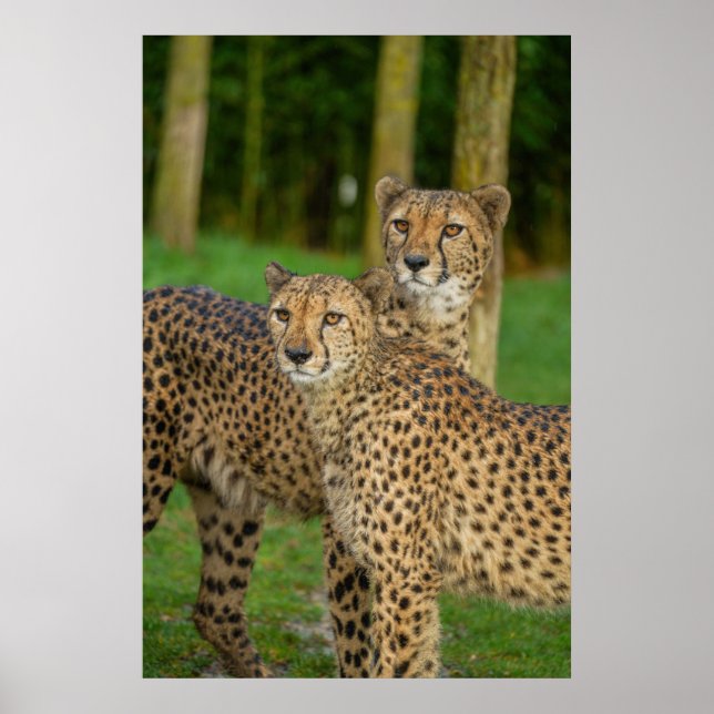 Cheetah Duo Poster (Vorne)