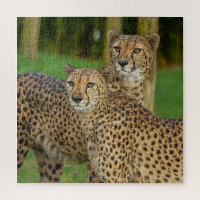 Cheetah Duo Puzzle (Vertikal)