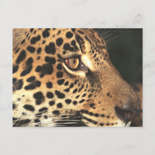 Cheetah Face Postkarte